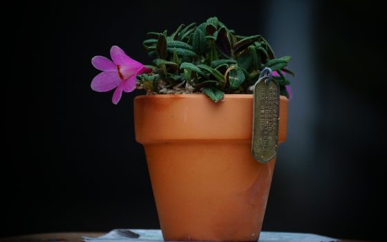 a terra cotta pot with a purple orchid set against a dark backdrop
